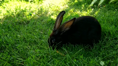 Black rabbit on green grass eats a carrot. Stock Footage 249278862