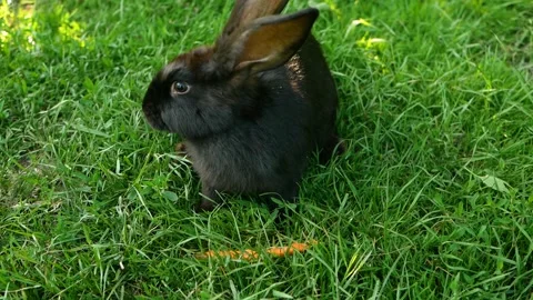 Black rabbit on green grass eats a carrot. Slow motion. Stock Footage 250070418