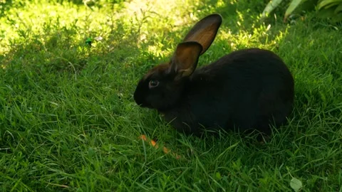 Black rabbit on green grass eats a carrot. Stock Footage 250870653