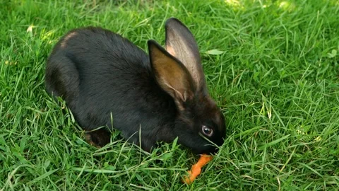 Black rabbit on green grass eats a carrot. Slow motion. Stock Footage 251825905