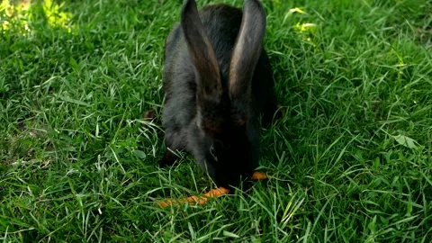 Black rabbit on green grass eats a carrot. Slow motion. Stock Footage 252765846