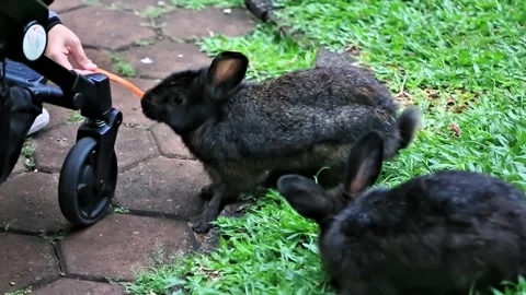 The black rabbit in the green grass makes you adorable Stock Footage 277253541
