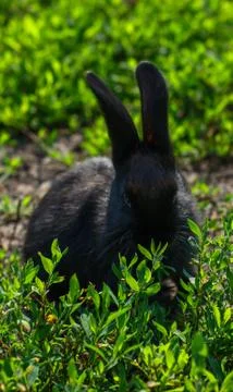Black rabbit in green grass Stock Photos