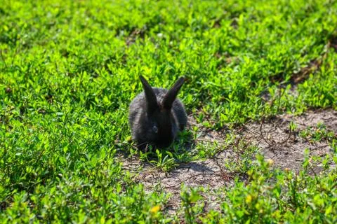 Black rabbit in green grass Stock Photos