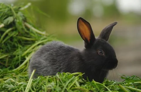 Black rabbit on green grass Stock Photos