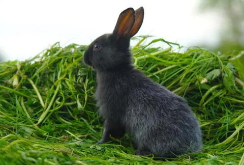 Black rabbit on green grass Stock Photos