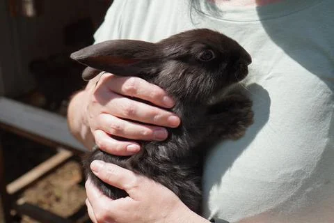 A black rabbit in the hands of a woman in close-up on a farm for breeding 스톡 사진