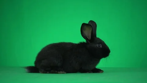 Black rabbit jumping on a green background Stock Footage 82964308