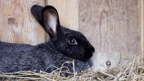 Black rabbit lies in a cage, closeup Stock Footage 111748784