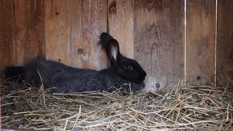 The black rabbit lies in its small cage Stock Footage 111748791