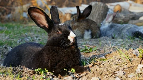 Black rabbit lying on the grass in the forest and looking at the camera Stock Footage 107162520