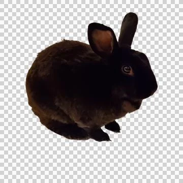 Black Rabbit Mini Rex bunny animal mama pet easter Illustrazione stock