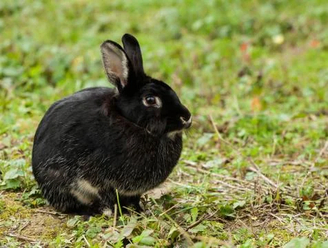 Black Rabbit Stock Photos