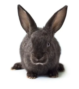 Black rabbit Stock Photos
