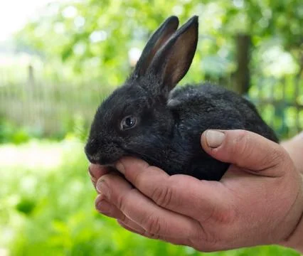 Black rabbit Stock Photos