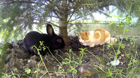 Black rabbit playing with a yellow cat under pine Stock Footage 55690292