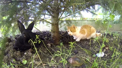 Black rabbit playing with a yellow cat under pine Stock Footage 55692190