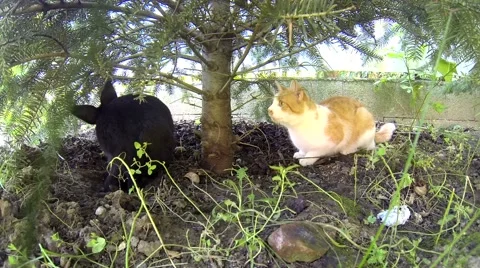 Black rabbit playing with a yellow cat under pine Stock Footage 55694583