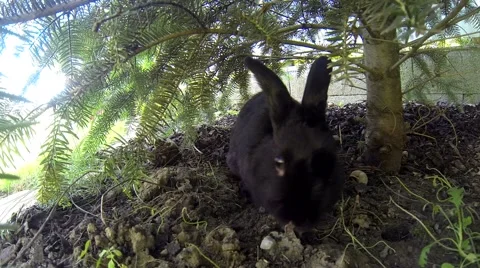 Black rabbit playing with a yellow cat under pine Stock Footage 55696526