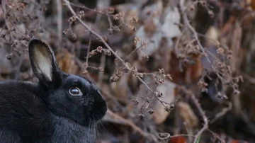 Black rabbit resting, breathing, fix cam, profile Stock Footage 85921287