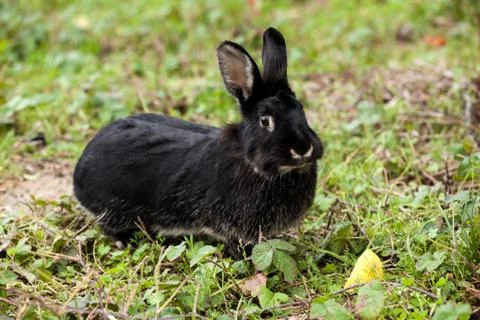 Black rabbit running in the forest. Stock Photos