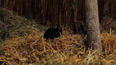 Black rabbit scratches itself in an aviary. Rabbits sit in a wooden aviary Stock Footage 233724357