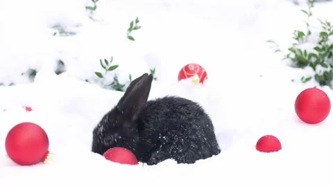 Black rabbit shatters the snow from its fur. Christmas holidays concept. 4K. Stock Footage 226958475