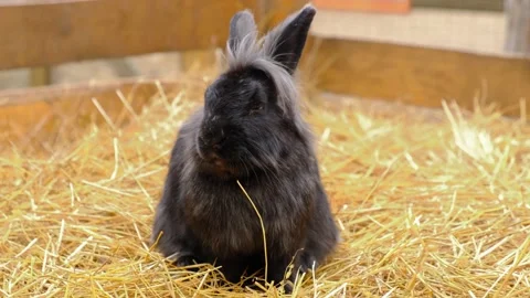A black rabbit sits in straw and chews blades of grass. Farm animals. Stock Footage 219850213