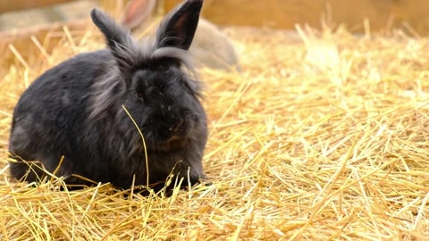 A black rabbit sits in straw and chews blades of grass. Farm animals. Stock Footage 220290569