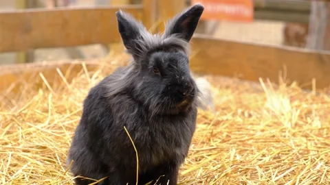A black rabbit sits in straw and chews blades of grass. Farm animals. Stock Footage 220714838
