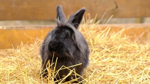 A black rabbit sits in straw and chews blades of grass. Farm animals. Stock Footage 223088457