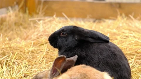 A black rabbit sits in straw and chews blades of grass. Farm animals. Stock Footage 229271905