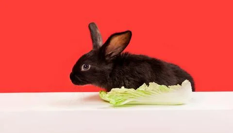 Black rabbit sits at the table and eat cabbage. Red and white background. Har Stock Photos
