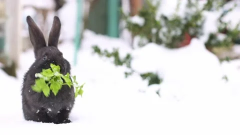 Black rabbit sitting on snow outside and eating green fresh parsley. 4K. Stock Footage 226958431