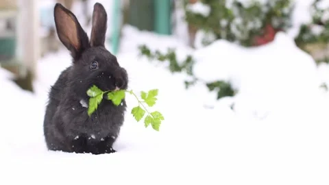 Black rabbit sitting on snow outside and eating green fresh parsley. 4K. 스톡 동영상 250399374