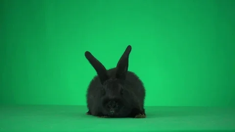 Black rabbit sniffing on a green screen Video stock 82964433