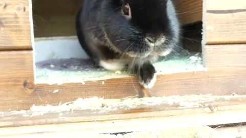 Black rabbit sniffs the camera Stock Footage 229794547
