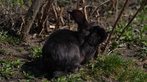 Black rabbit in the spring Stock Footage 105345845
