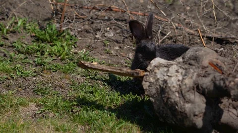 Black rabbit in the spring Stock Footage 105345965