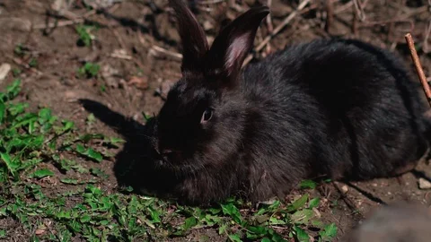 Black rabbit in the spring Stock Footage 105345990