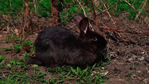 Black rabbit in the spring Stock Footage 105346003