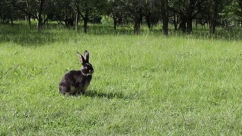 Black rabbit standing on its hind legs and then washes itself Stock Footage 69799327
