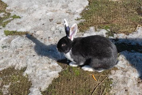 A black rabbit was walking outside in the spring. mini zoo 스톡 사진