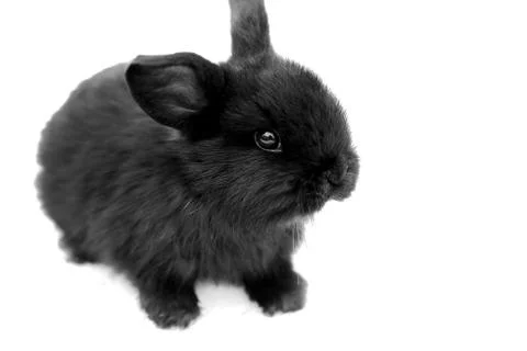 Black rabbit on white background Stock Photos