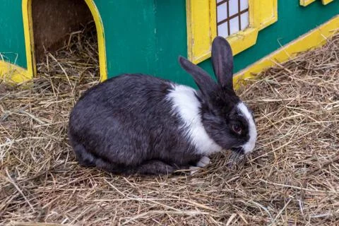 Black rabbit with a white neck Stock Photos