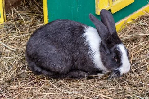 Black rabbit with a white neck Stock Photos