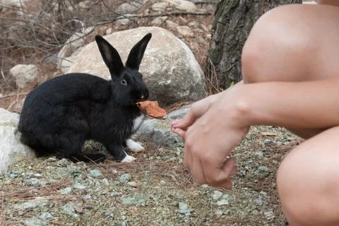 Black rabbit with white paws eats dry leaves 스톡 사진