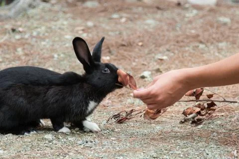 Black rabbit with white paws eats dry leaves Stock Photos