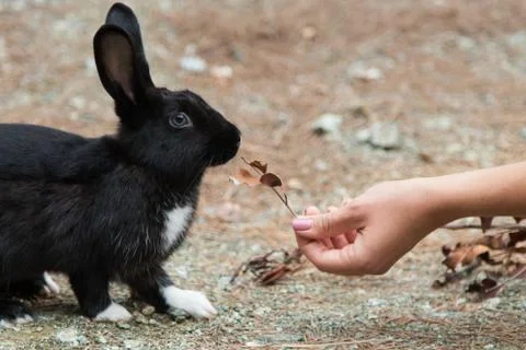 Black rabbit with white paws eats dry leaves 스톡 사진