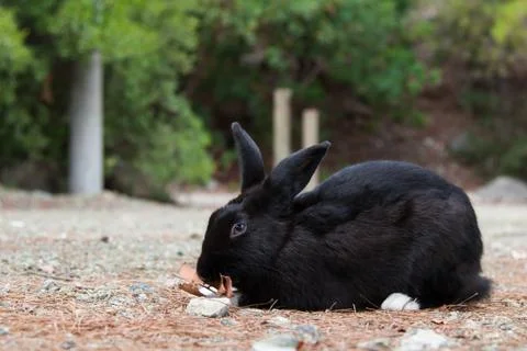 Black rabbit with white paws eats dry leaves Stock Photos